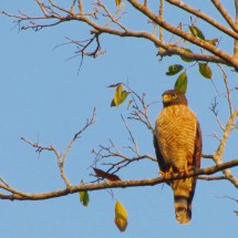 Raptor at sunrise